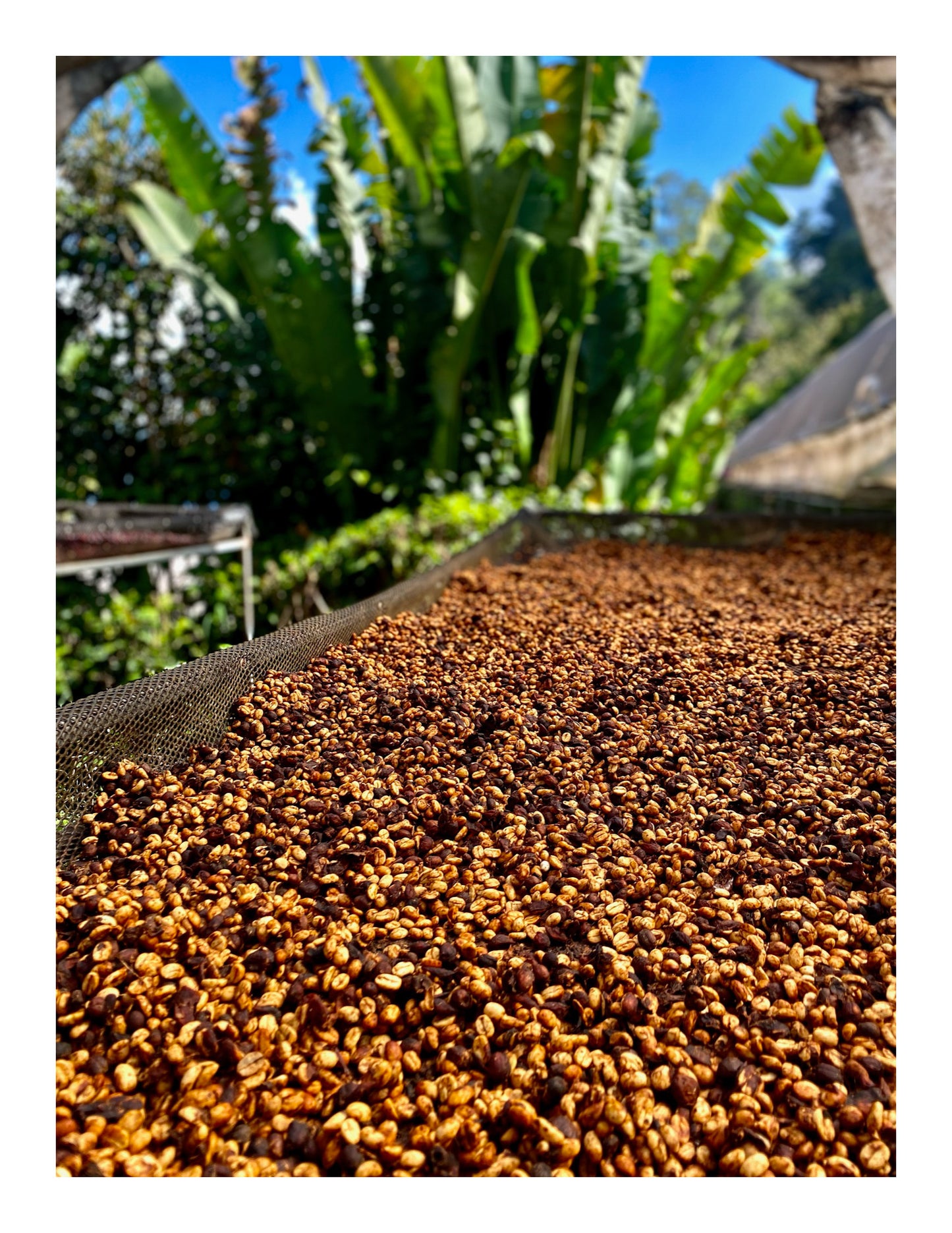 Costa Rica - Java • Fully Honey