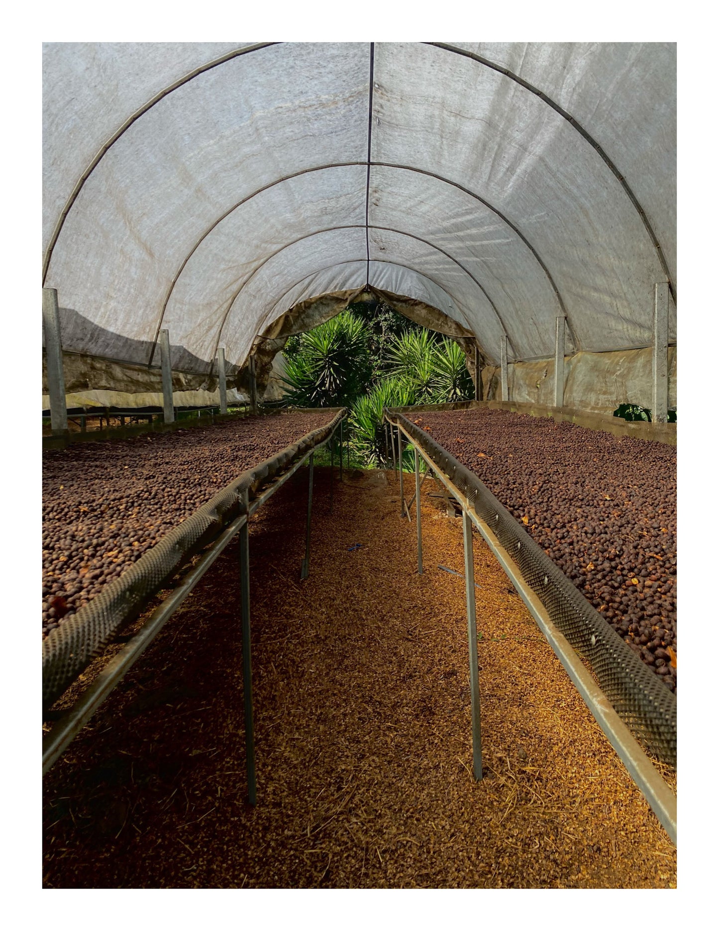 Costa Rica - Java • Fully Honey