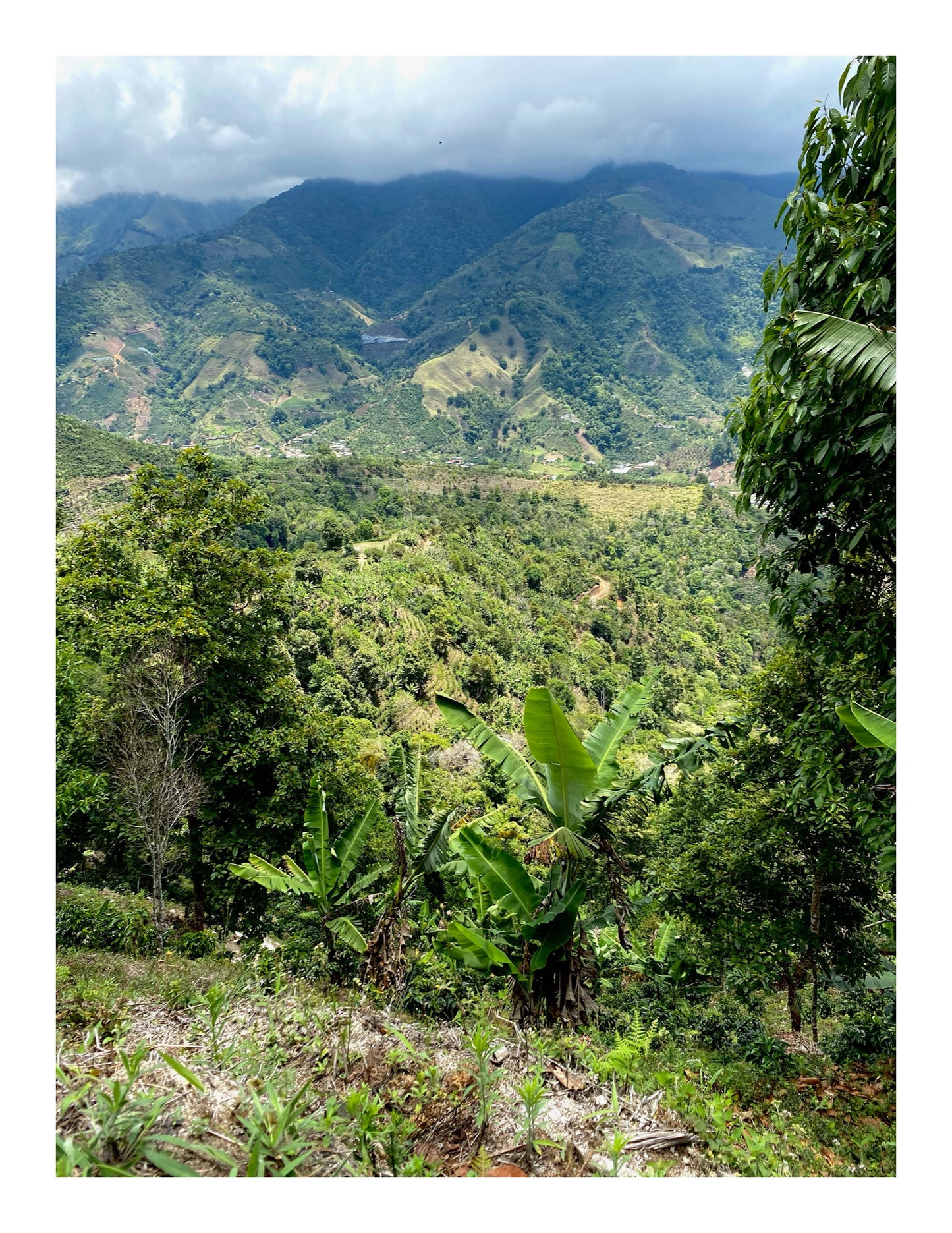 Costa Rica - Java • Fully Honey