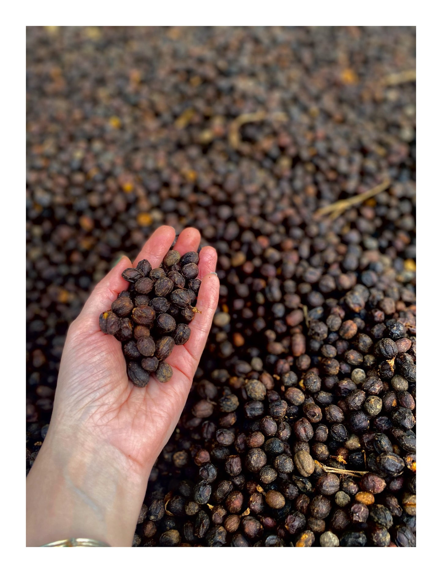Costa Rica - Java • Fully Honey