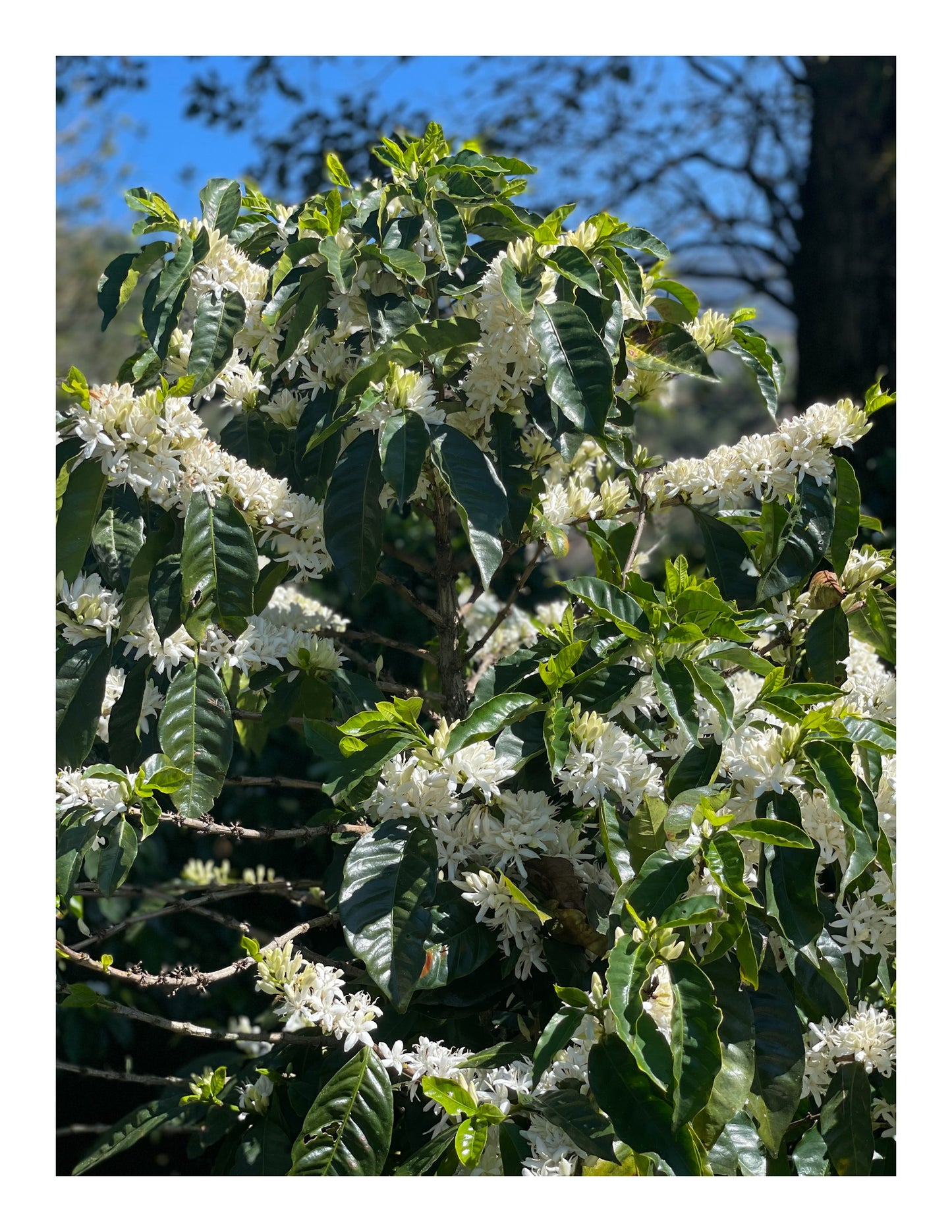 Costa Rica - Java • Fully Honey