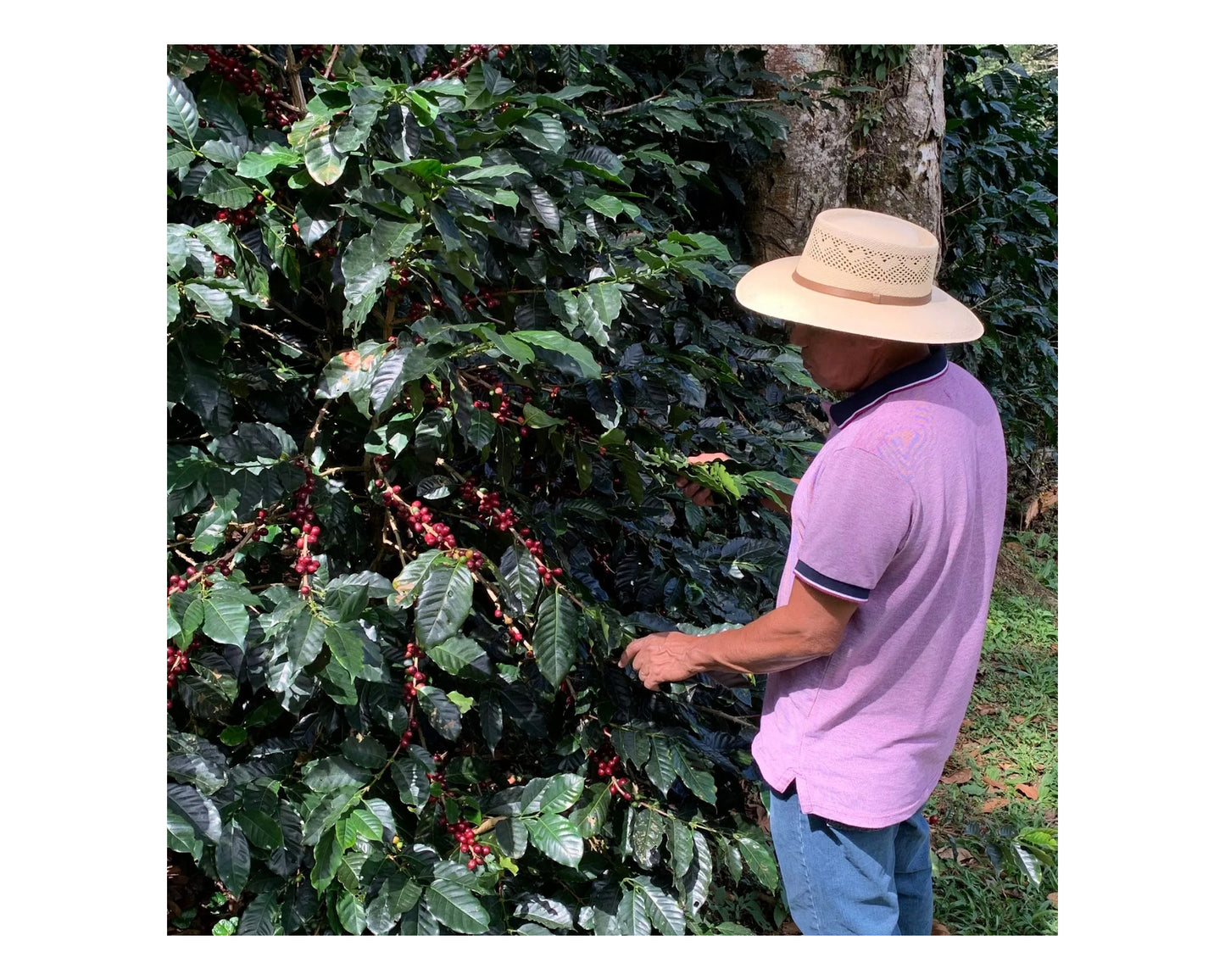 Honduras - Finca El Paraiso