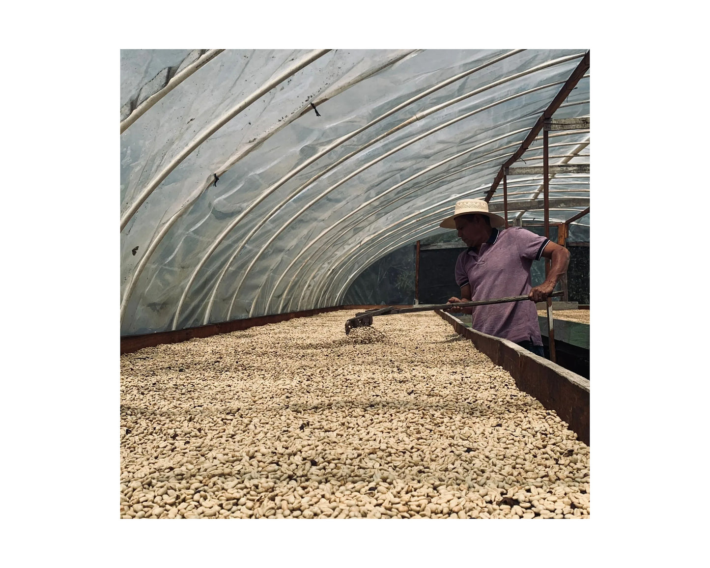 Honduras - Finca El Paraiso